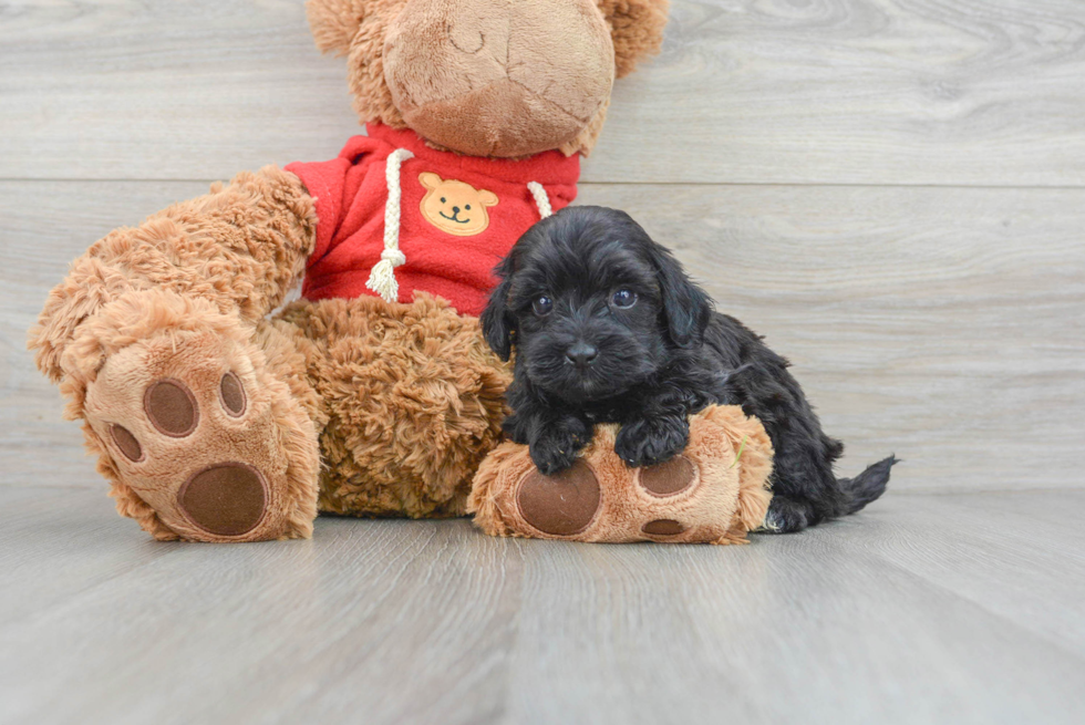 Popular Havapoo Poodle Mix Pup