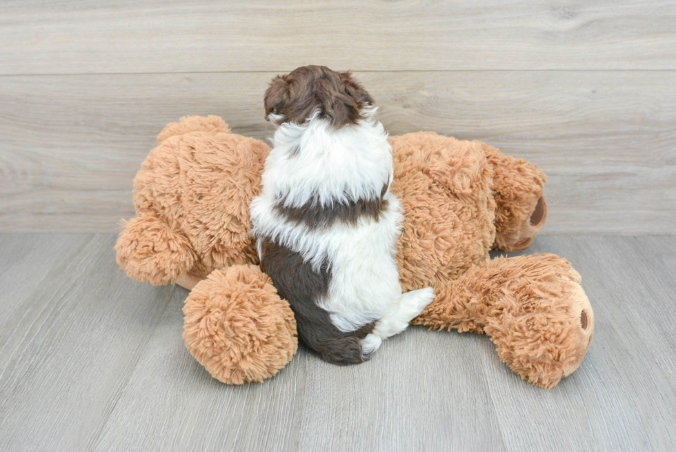 Popular Havapoo Poodle Mix Pup