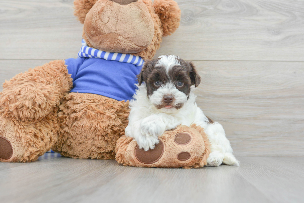 Playful Havadoodle Poodle Mix Puppy
