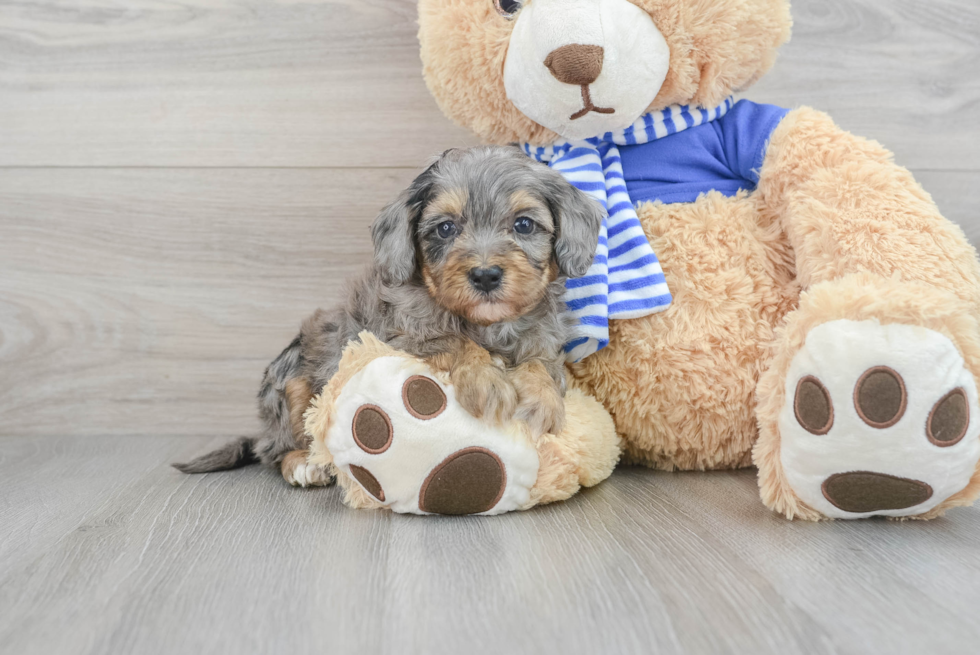 Havapoo Pup Being Cute