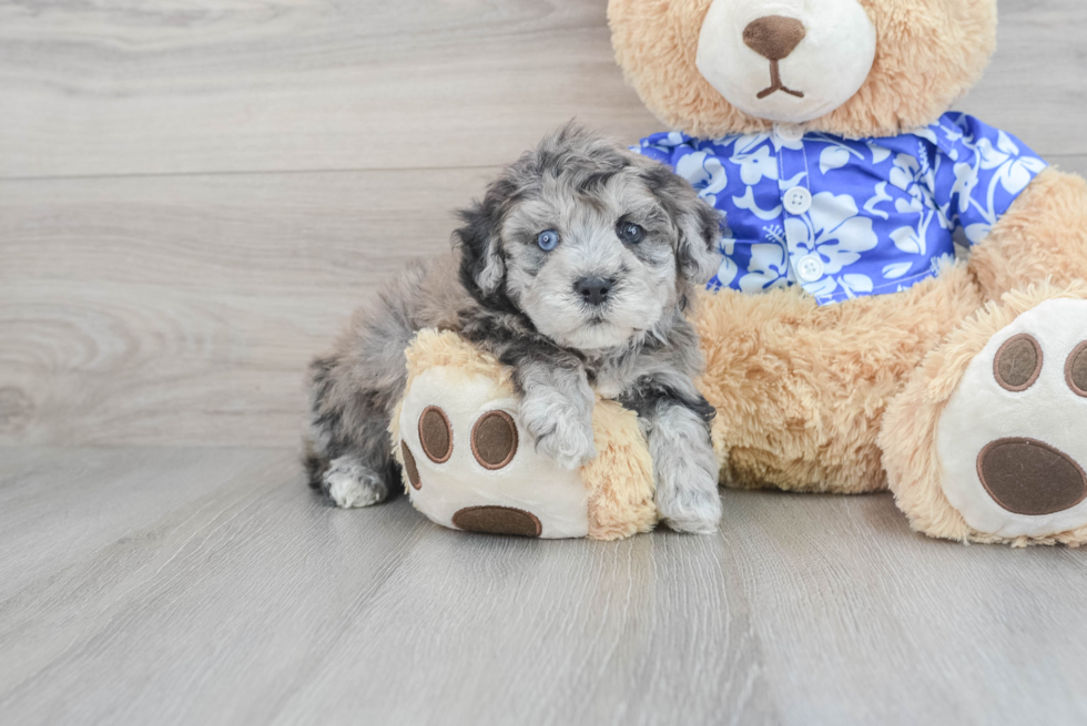 Energetic Havadoodle Poodle Mix Puppy