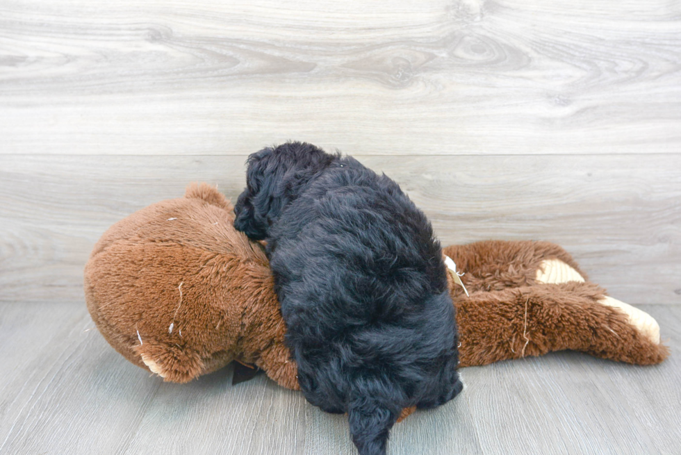 Adorable Havadoodle Poodle Mix Puppy