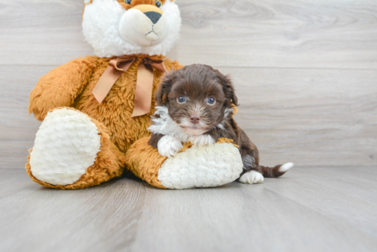 Smart Havapoo Poodle Mix Pup