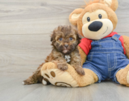 6 week old Havapoo Puppy For Sale - Premier Pups