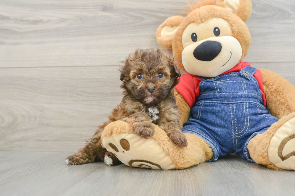5 week old Havapoo Puppy For Sale - Premier Pups