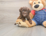 8 week old Havapoo Puppy For Sale - Premier Pups