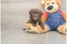 Popular Havapoo Poodle Mix Pup