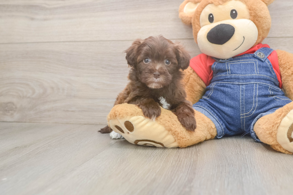 Popular Havapoo Poodle Mix Pup