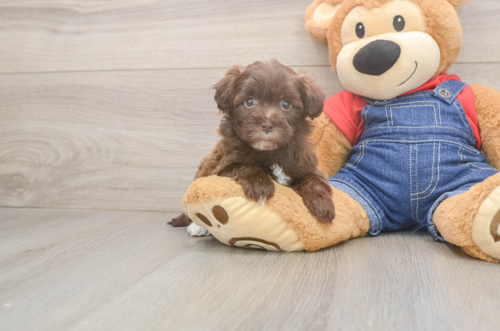 6 week old Havapoo Puppy For Sale - Premier Pups
