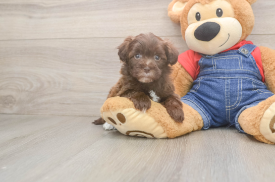 Popular Havapoo Poodle Mix Pup