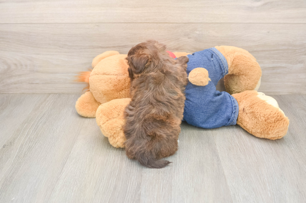 Havapoo Pup Being Cute