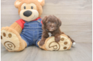 Cute Havapoo Baby