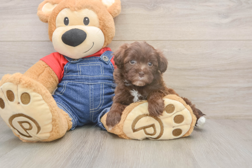 Cute Havapoo Baby