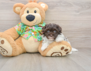 7 week old Havapoo Puppy For Sale - Premier Pups