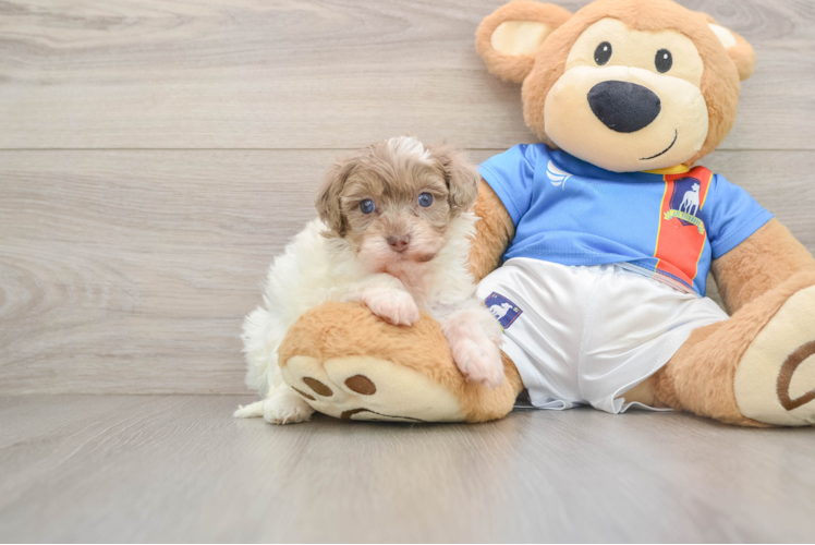 Energetic Havadoodle Poodle Mix Puppy