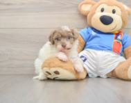 8 week old Havapoo Puppy For Sale - Premier Pups