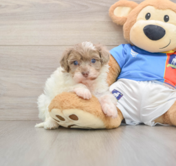 9 week old Havapoo Puppy For Sale - Premier Pups