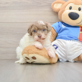 Energetic Havadoodle Poodle Mix Puppy