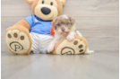 Smart Havapoo Poodle Mix Pup