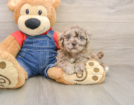 7 week old Havapoo Puppy For Sale - Premier Pups