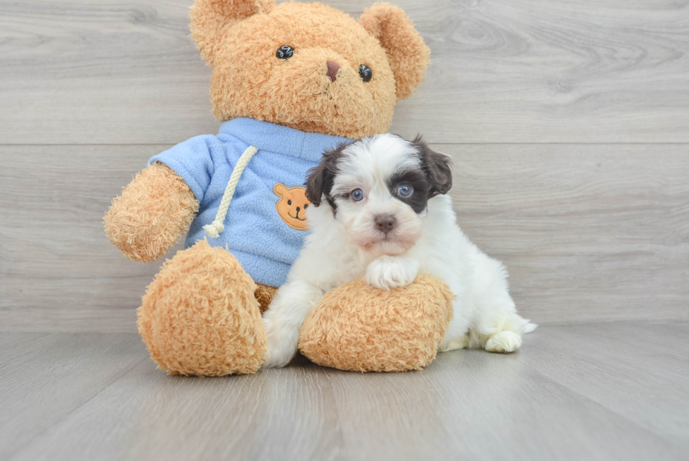 Smart Havapoo Poodle Mix Pup