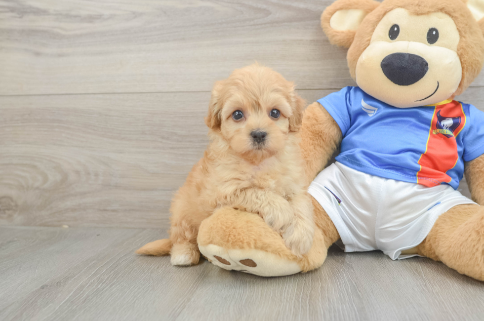 5 week old Havapoo Puppy For Sale - Premier Pups
