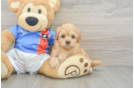 Havapoo Pup Being Cute