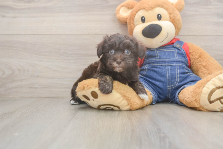 Petite Havapoo Poodle Mix Pup