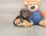 7 week old Havapoo Puppy For Sale - Premier Pups