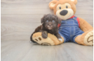 Petite Havapoo Poodle Mix Pup