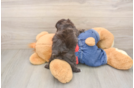 Havapoo Pup Being Cute