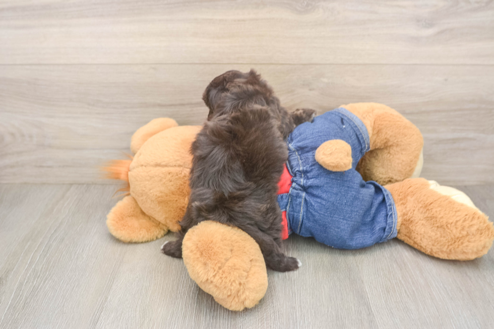 Havapoo Pup Being Cute