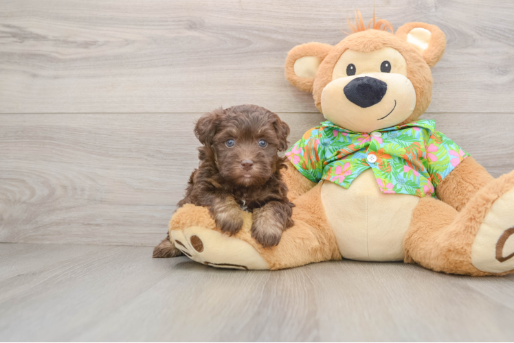 Funny Havapoo Poodle Mix Pup
