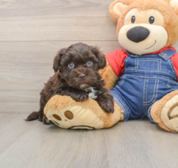 7 week old Havapoo Puppy For Sale - Premier Pups
