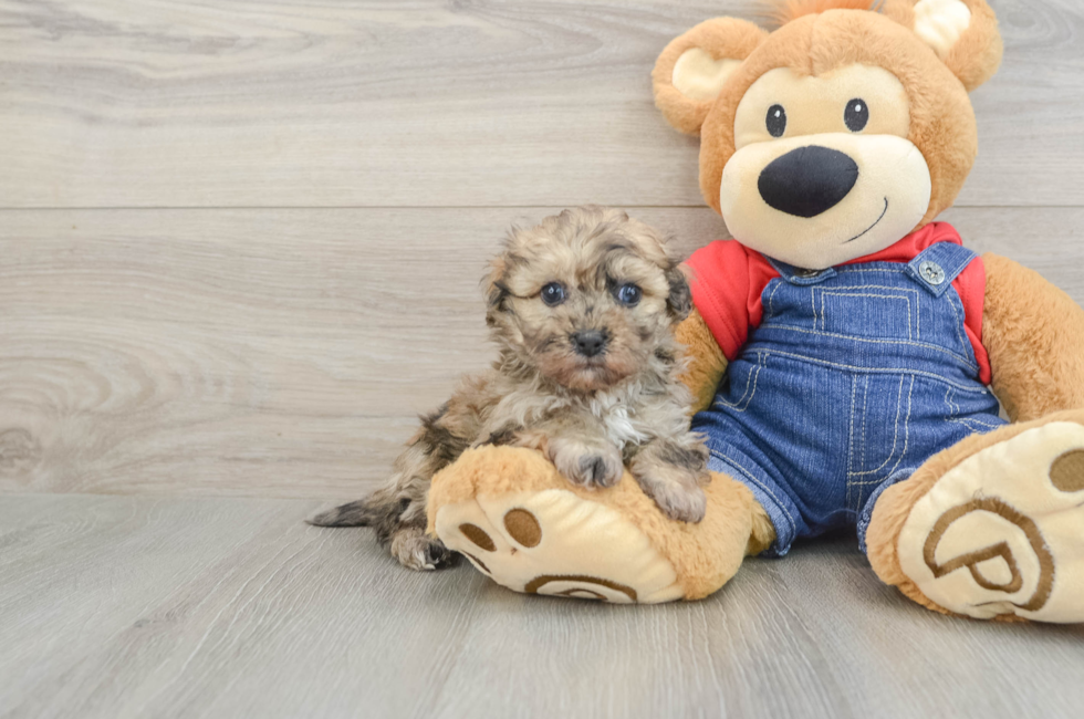 5 week old Havapoo Puppy For Sale - Premier Pups