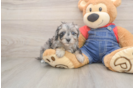 Hypoallergenic Havadoodle Poodle Mix Puppy