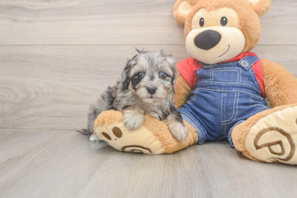 Hypoallergenic Havadoodle Poodle Mix Puppy