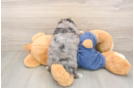 Fluffy Havapoo Poodle Mix Pup