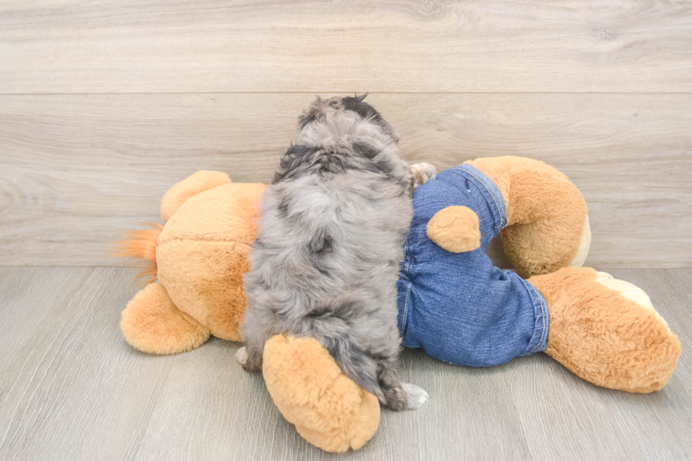 Fluffy Havapoo Poodle Mix Pup