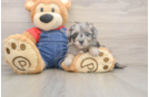 Popular Havapoo Poodle Mix Pup