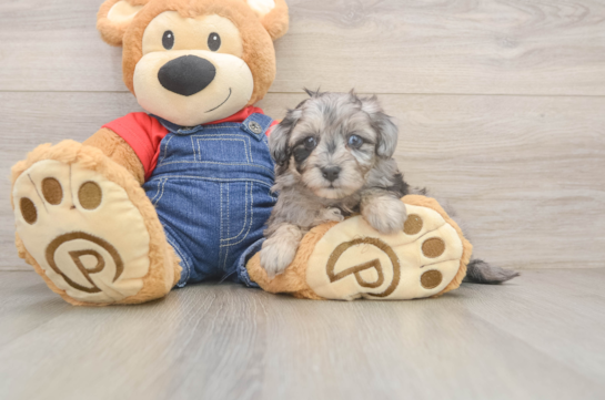 Popular Havapoo Poodle Mix Pup