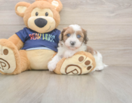 7 week old Havapoo Puppy For Sale - Premier Pups