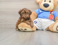 8 week old Havapoo Puppy For Sale - Premier Pups
