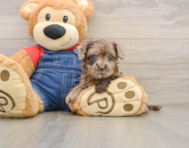 7 week old Havapoo Puppy For Sale - Premier Pups