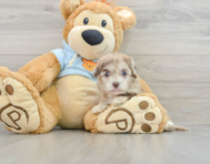 8 week old Havapoo Puppy For Sale - Premier Pups