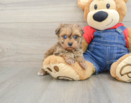 6 week old Havapoo Puppy For Sale - Premier Pups