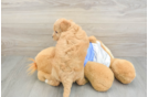 Cute Havapoo Baby