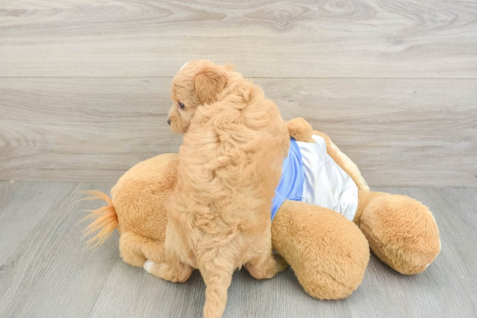 Cute Havapoo Baby