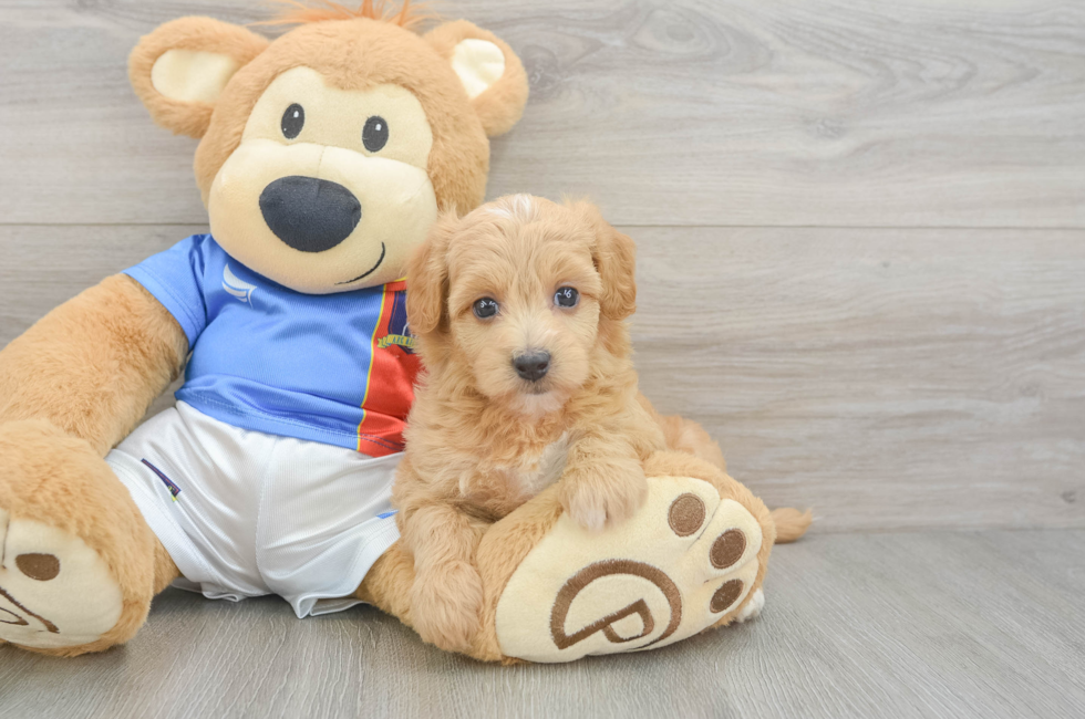 5 week old Havapoo Puppy For Sale - Premier Pups
