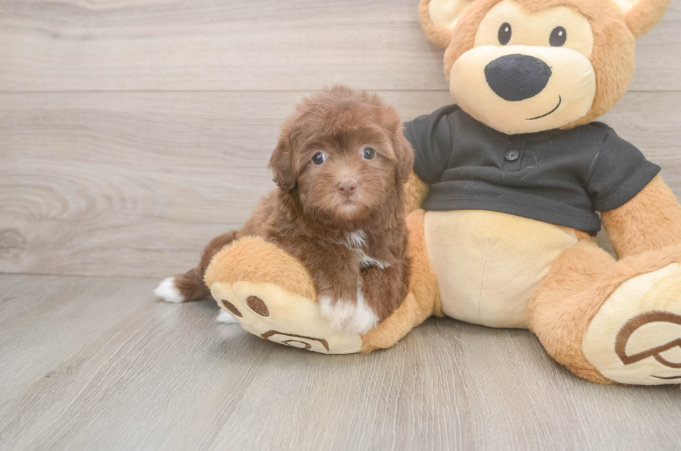 6 week old Havapoo Puppy For Sale - Premier Pups